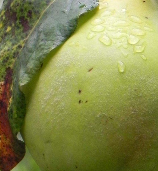 Illustration for article titled 9 Delicious Photos Of Produce That Will Probably Turn You Vegan